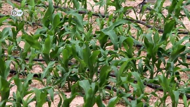 Landwirtschaft in der Wüste | Projekt Zukunft