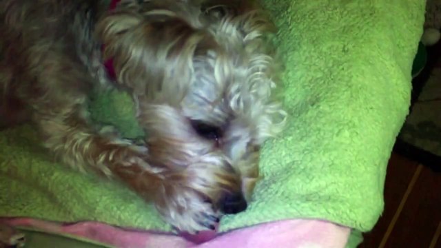 Cute and Adorable Puppy Sucking Her Thumb - Scarlet our One Year Old Morkie