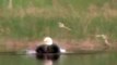 Bald Eagle taking a bath in a Wisconsin Lake