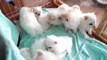 So adorable puppies : american eskimo puppy dogs