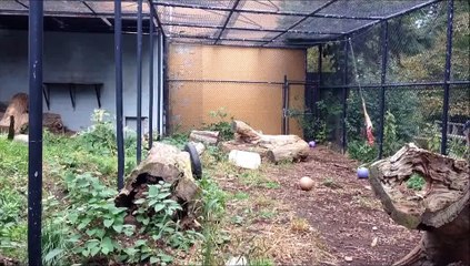 So incredible jump of a snow leopard : crazy