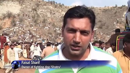 Dog fights illegal but still popular in Pakistan