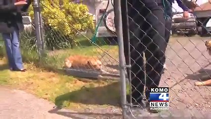 Dog owner investigated for animal cruelty after fight video goes viral