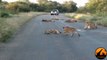 Lion Cub Madness - The Cutest Sighting Ever! - Latest Wildlife Sightings