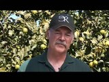 Lemons - Santa Barbara County Agriculture