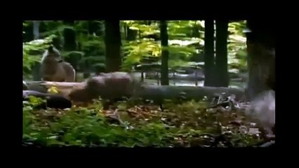 Animal fights with the strongest and incredible animals