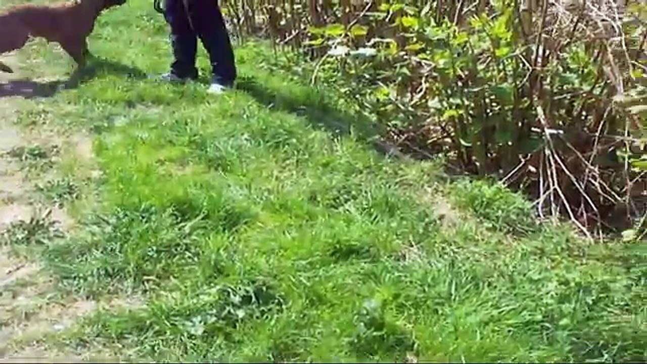 Boxer Hund: Emma u. Co in Action