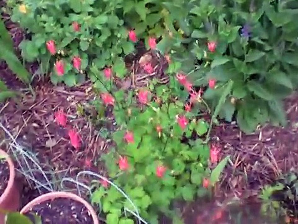 Hummingbird Garden Update 1