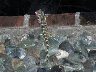 Gecko Sound in Bali