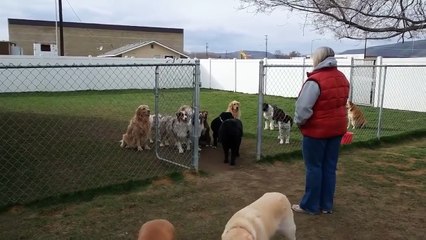 Une demonstration de dressage qui tourne court