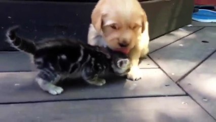 Un chiot et un chaton s'amusent ensemble