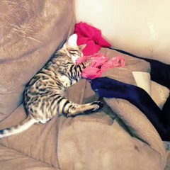 Мой выпускник в новом доме!Питомник Via Lattea