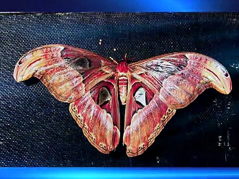 Бабочки мира - DVD