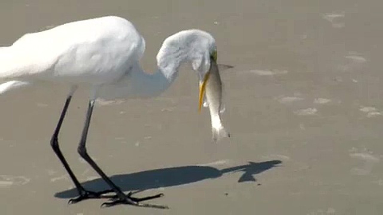 Bird swallows WHOLE FISH!