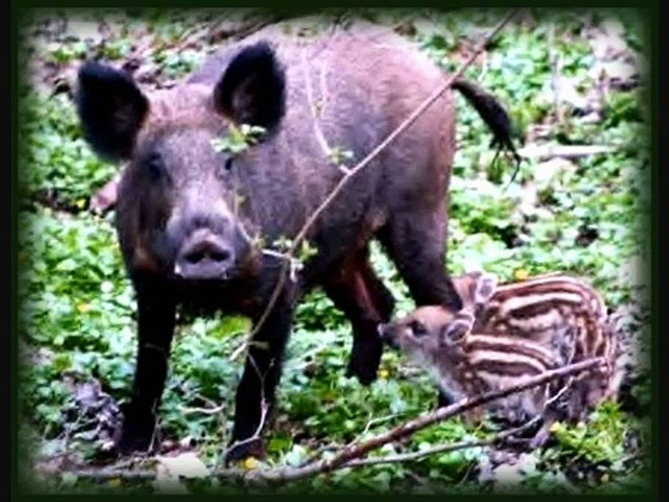 chasse sanglier