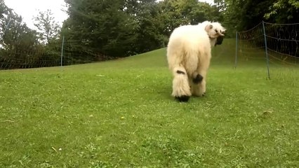 Ce superbe mouton est vraiment unique