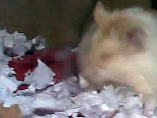 Hamster giving birth