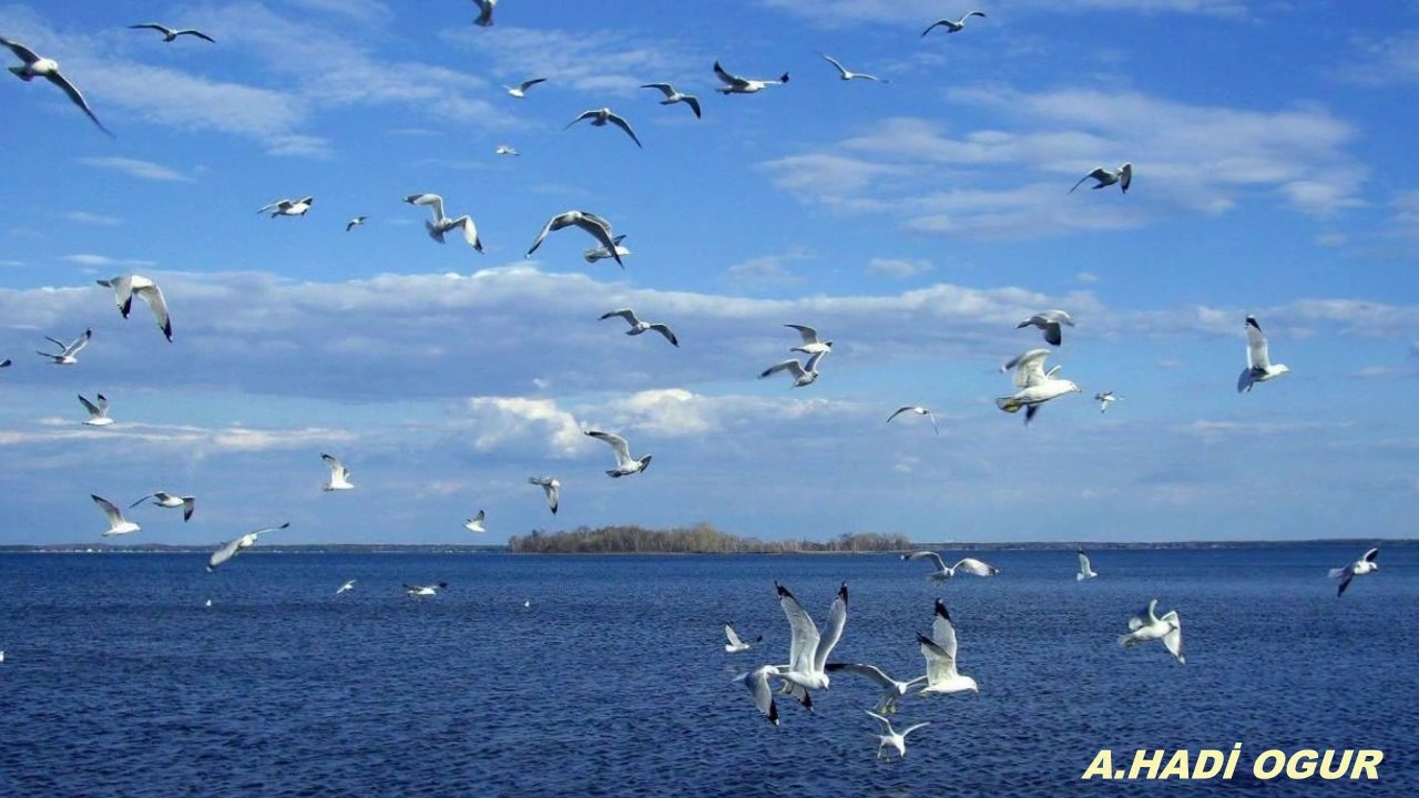 YEŞİM SALKIM DELİ MAVİ