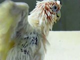 Rosie, a Little Corella Cockatoo, after a shower