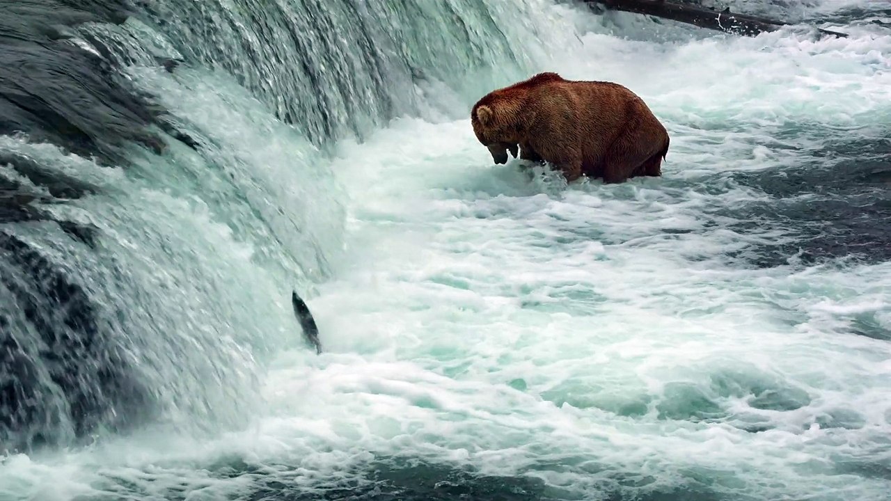 Grizzly - extrait - Pêche au saumon