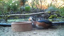 African pygmy geese at home, recorded with trailcam