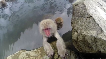 おサルの温泉おもしろすぎ!! "Snow Monkey Mountain" Shot on the GoPro