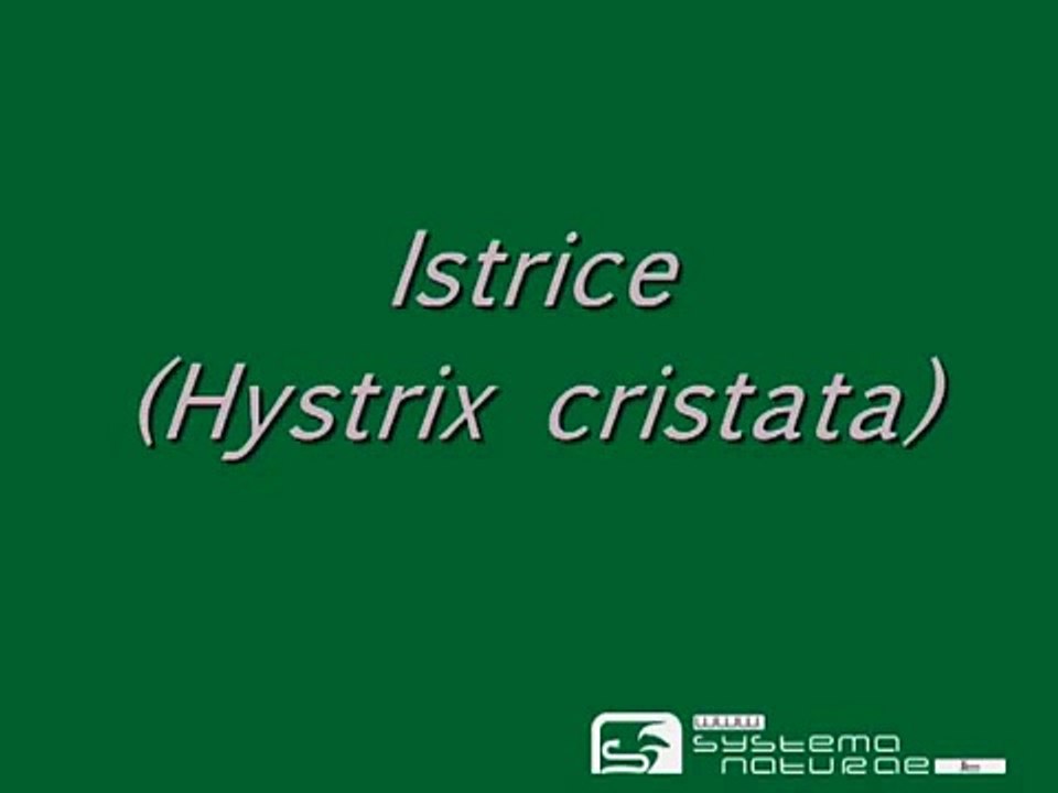 Istrice (Hystrix cristata)