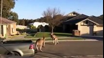 Драка австралийских кенгуру  Fight Australian kangaroo
