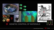 Engineering biology to make materials for energy devices: Angela Belcher at TEDxCaltech