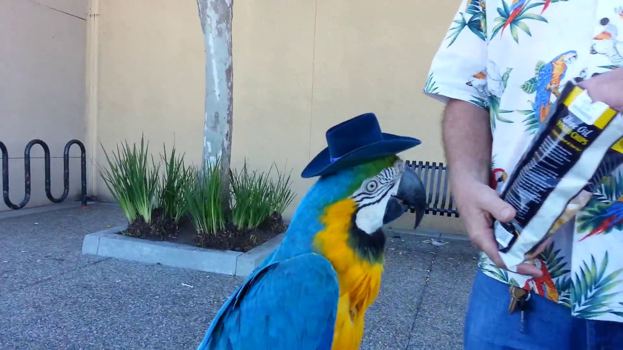 Des perroquets très bien dressés!