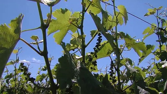 Vouvray: deux vignerons exclus