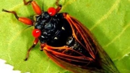 Cool Facts about The Cicada Bug. Cicada Life Cycle. TheCoolFactShow Ep. 1