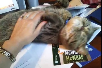 Exotic shorthair