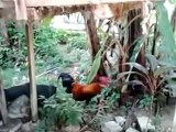 Ayam Hutan Ori Jinak Gila