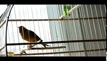 Goldfinch X Timbrado Canary 2012 Excellent Singer