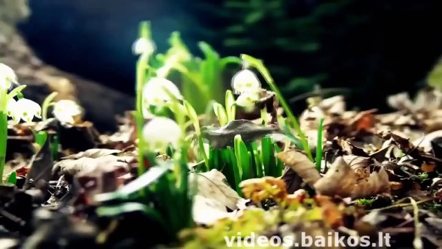 [NEW HD] Animals Making Funny Sounds And Noises - Funny Animal Compilation