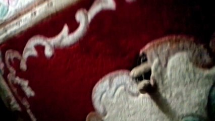 Cat Plays Peek-a-boo From Inside Hidey Hole. Cute!