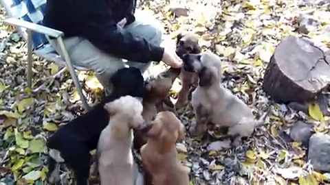 Afghan Hound Puppies sit for treats