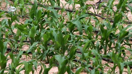 Greening the Desert | Tomorrow Today