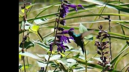 los 5 reinos de la naturaleza