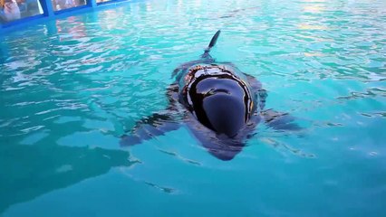 Lolita - Miami SeaQuarium 1-9-2011 - We love you!