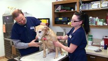 Veterinarians in Castro Valley, Groveway Veterinary Hospital