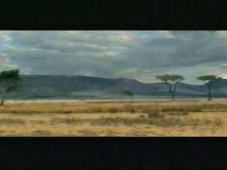 ANTILOPE BLONDE  CH.J.