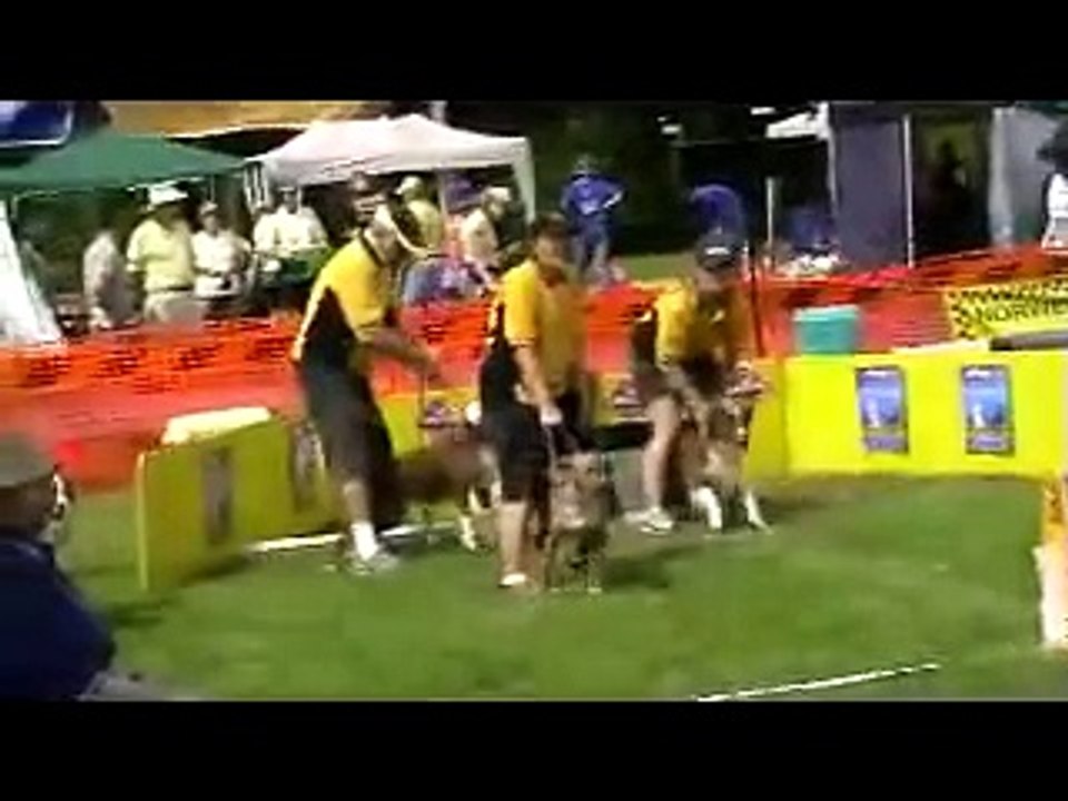 2008 Australia day, dog race,澳大利亚国庆节悉尼狗赛跑