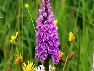 Krishna O Krishna - Sathya Sai Sundaram Bhajan