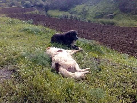 Cane veglia la sua compagna di vita morta investita....wmv