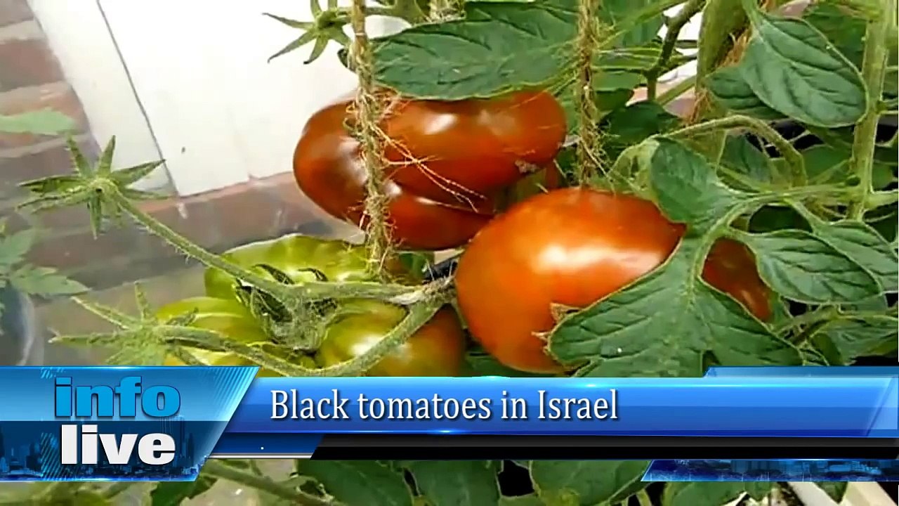 Black tomatoes in Israel