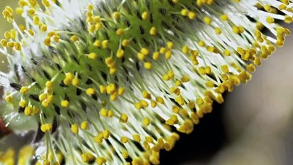 Timelapse SPRING AWAKENING blooming flowers, growing plants. David Attenborough's opinion