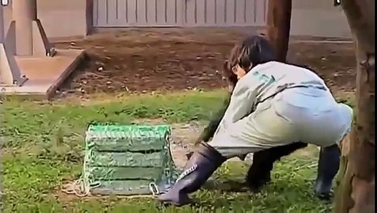 NOVA APE GENIUS Discovery Animals Documentary 360p