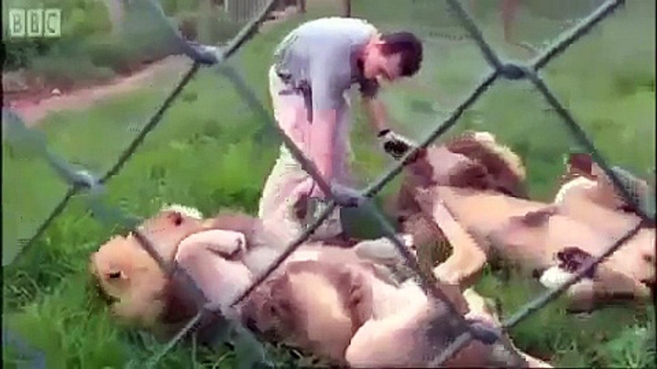 LIONS WITH HUMANS - KEVIN RICHARDSON Animals Nature Behavior =